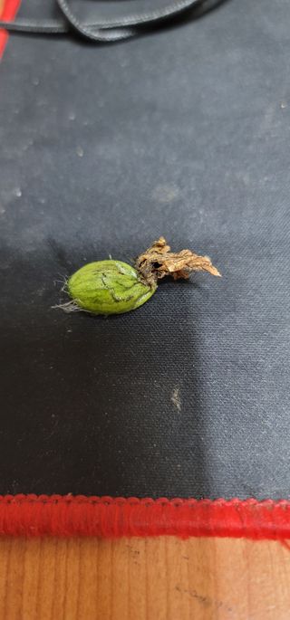 갈대님의 기타작물 · 병해충상담 작성글 사진