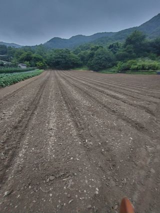 엉뚱한농사꾼임경섭님의 콩 · 자유게시판 작성글 사진