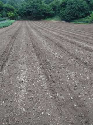 엉뚱한농사꾼임경섭님의 콩 · 자유게시판 작성글 사진