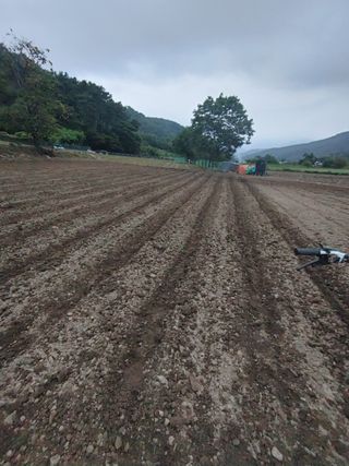 엉뚱한농사꾼임경섭님의 콩 · 자유게시판 작성글 사진