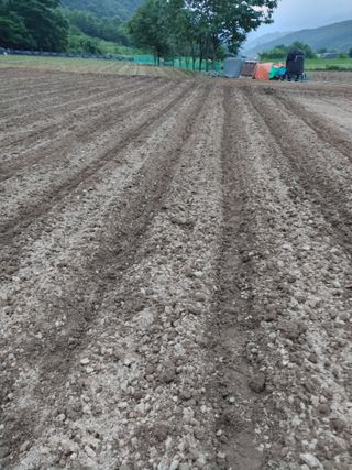 엉뚱한농사꾼임경섭님의 콩 · 자유게시판 작성글 사진