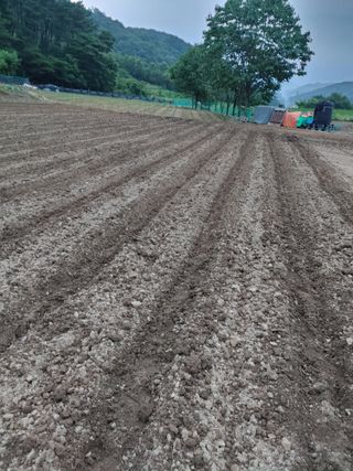 엉뚱한농사꾼임경섭님의 콩 · 자유게시판 작성글 사진