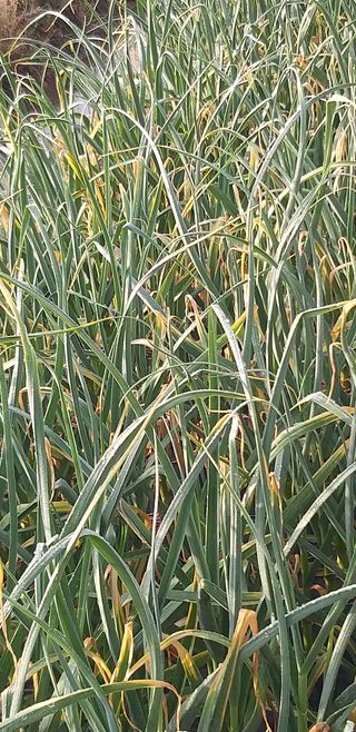 7773님의 마늘 · 병해충상담 작성글 사진