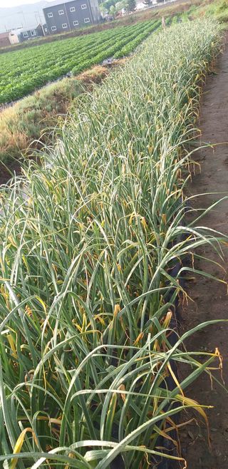 7773님의 마늘 · 병해충상담 작성글 사진