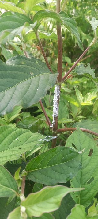 김근수회원님의 팜모닝 병해충 연구회 · 병해충상담 작성글 사진