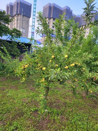정정숙님의 자유주제 · 자유게시판 작성글 사진