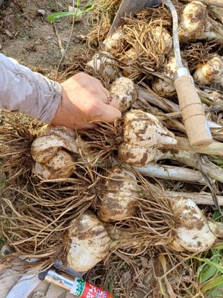 삼성농산님의 마늘 · 일상 작성글 사진