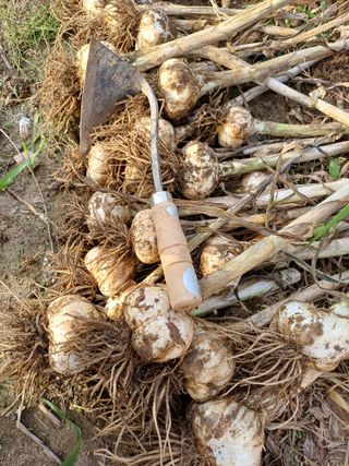삼성농산님의 마늘 · 일상 작성글 사진