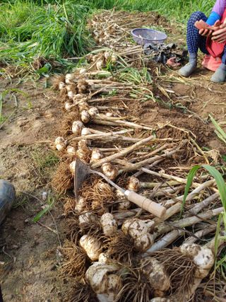 삼성농산님의 마늘 · 일상 작성글 사진