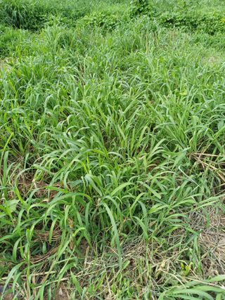 삼성농산님의 마늘 · 일상 작성글 사진
