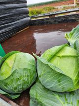 팜모닝 양배추·자유게시판 게시글 이미지