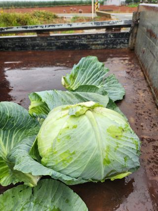 무안최향숙님의 양배추 · 자유게시판 작성글 사진