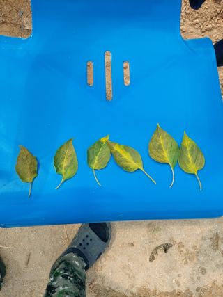 김규현님의 고추 · 병해충상담 작성글 사진