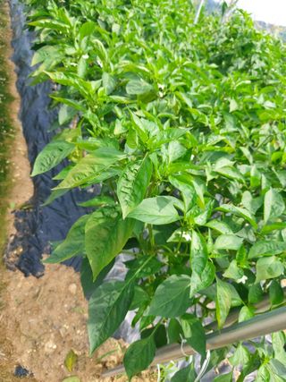 김규현님의 고추 · 병해충상담 작성글 사진