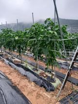 팜모닝 자유주제·자유게시판 게시글 이미지