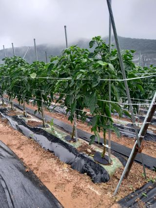 보성득량님의 자유주제 · 자유게시판 작성글 사진