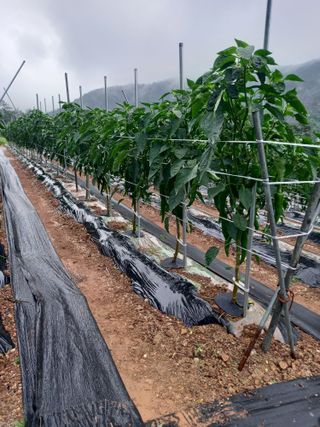 보성득량님의 자유주제 · 자유게시판 작성글 사진