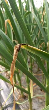 팜모닝 마늘·병해충상담 게시글 이미지