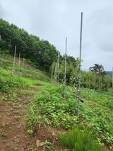 팜모닝 최고의 제초제는 무엇인가요?·참여 게시글 이미지