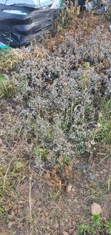 팜모닝 최고의 제초제는 무엇인가요?·참여 게시글 이미지