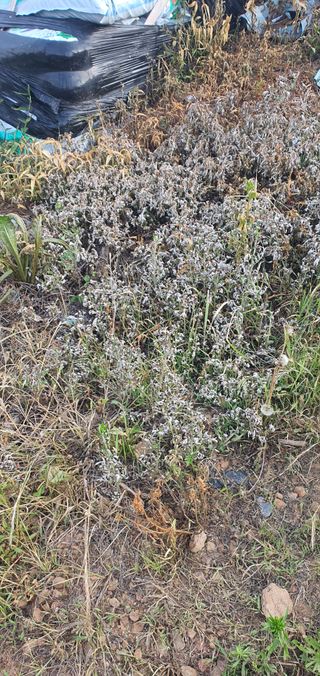 허봉모 님의 최고의 제초제는 무엇인가요? · 참여 작성글 사진