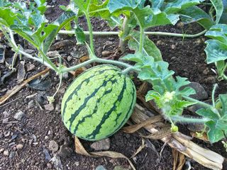 박주흥님의 최고의 제초제는 무엇인가요? · 참여 작성글 사진