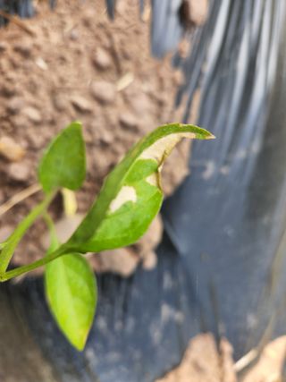 황인출님의 고추 · 병해충상담 작성글 사진