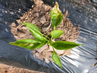 황인출님의 고추 · 병해충상담 작성글 사진