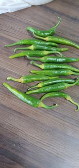 팜모닝 고추·병해충상담 게시글 이미지