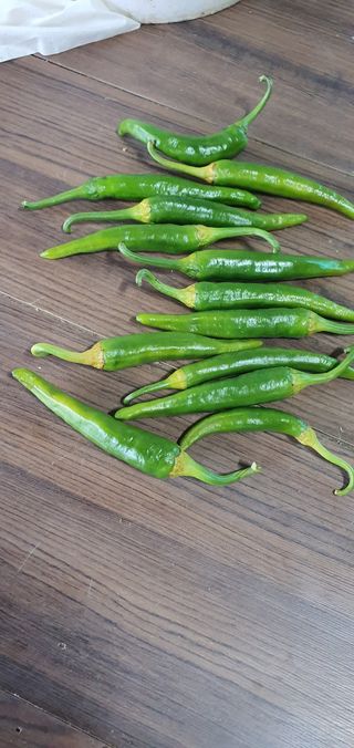 천농부님의 고추 · 병해충상담 작성글 사진