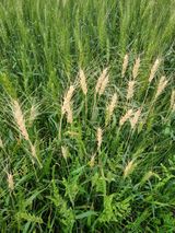 팜모닝 기타작물·병해충상담 게시글 이미지