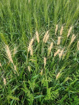 핵손팜님의 기타작물 · 병해충상담 작성글 사진