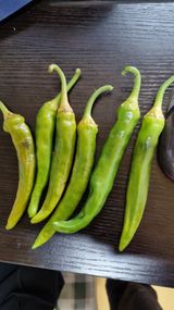 팜모닝 고추·병해충상담 게시글 이미지