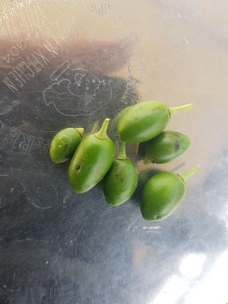 오평마음만청춘님의 자두 · 병해충상담 작성글 사진