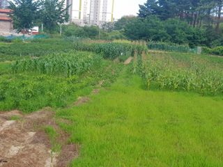 의병대장님의 최고의 제초제는 무엇인가요? · 참여 작성글 사진