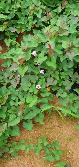 동심님의 고구마 · 자유게시판 작성글 사진