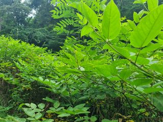 이호성님의 두릅 · 수확 작성글 사진