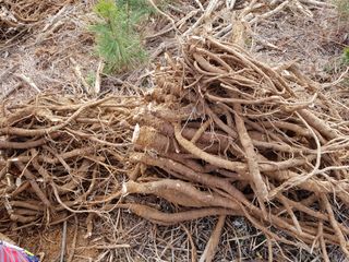 이호성님의 두릅 · 수확 작성글 사진