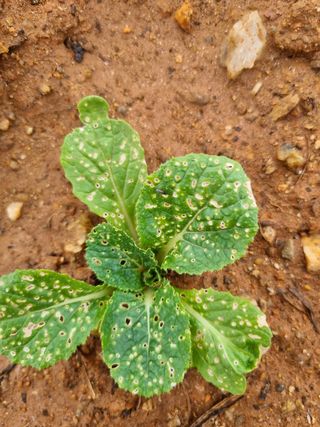 이퍼스님의 배추 · 병해충상담 작성글 사진