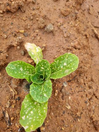 이퍼스님의 배추 · 병해충상담 작성글 사진