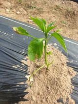 팜모닝 고추·병해충상담 게시글 이미지