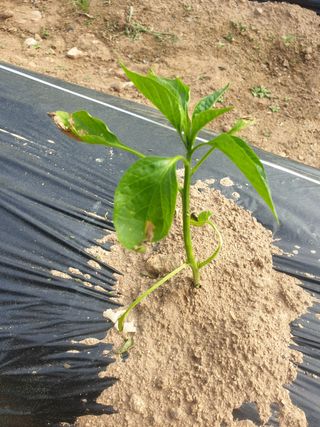 백곰푸우 님의 고추 · 병해충상담 작성글 사진