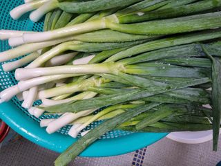 한명숙님의 파 · 자유게시판 작성글 사진