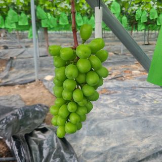 이대영님의 포도 · 영농일지 작성글 사진