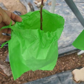 이대영님의 포도 · 영농일지 작성글 사진