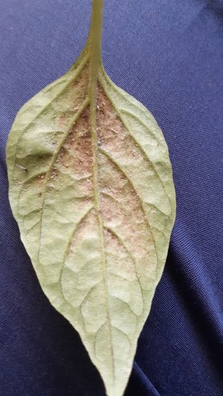 송광만님의 고추 · 일상 작성글 사진