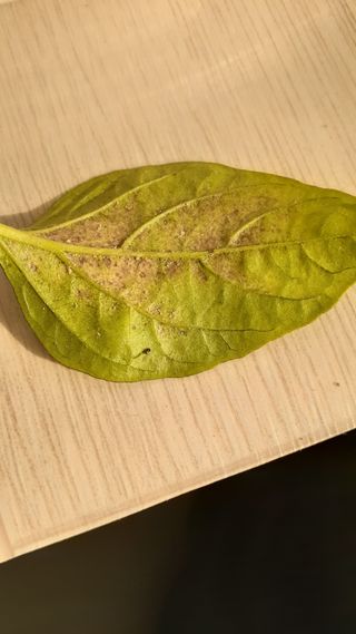 송광만님의 고추 · 일상 작성글 사진