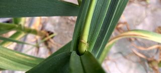 정도석 님의 마늘 · 병해충상담 작성글 사진