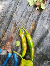 팜모닝 고추·병해충상담 게시글 이미지