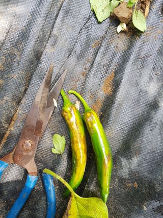 김명규님의 고추 · 병해충상담 작성글 사진